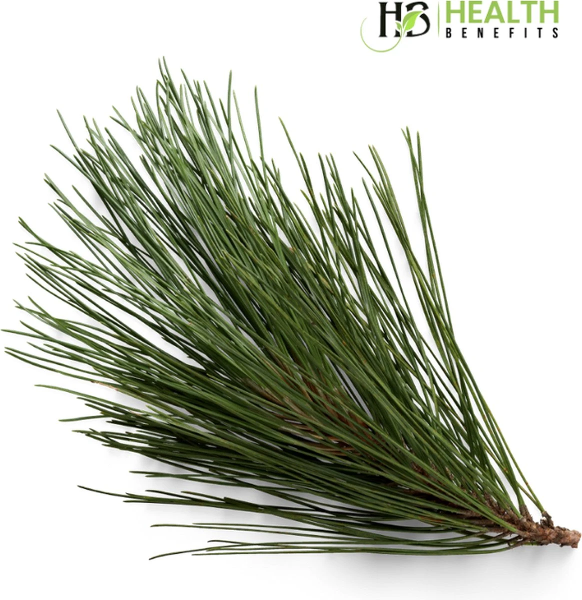 Biologische Dennennaalden Thee | Verse Dennennaalden Thee | Suramin | 100% Natuurlijk Kruiden Thee | Per 50 Gram | Gratis Verzending 2 Biologische Dennennaalden Thee | Verse Dennennaalden Thee | Suramin | 100% Natuurlijk Kruiden Thee | Per 50 Gram | Gratis Verzending - Afbeelding 2