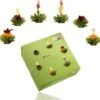 Creano Theebloemen Pakket Groene Thee - Fruitsmaken - 6 Stuks -