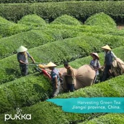 Pukka Original Kruidenthee Geschenkdoos - 9 Blends Biologische Kruidenthee, Ook Leuk Als Verjaardagscadeau - 45 Zakjes - Theedoos - GB-BIO-05 -Thee Promotie Winkel 1200x1200 586