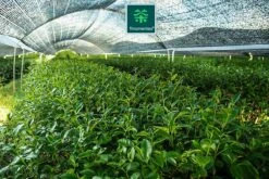 TMomentes® PREMIUM CEREMONIAL MATCHA Thee - Matcha Poeder - Ceremoniële Matcha Thee - 100% Organisch Gecertificeerd - 60 Gram - AAA+ Gradering -Thee Promotie Winkel 1200x800 84