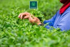 TMomentes® PREMIUM CEREMONIAL MATCHA Thee - Matcha Poeder - Ceremoniële Matcha Thee - 100% Organisch Gecertificeerd - 60 Gram - AAA+ Gradering -Thee Promotie Winkel 1200x800 85