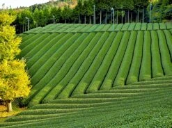 Premium Matcha Thee - 100 Gram - Biologisch Gecertificeerd - Matcha Poeder - Groene Thee - Matcha Thee - 100% Organische Thee - Japans - Matcha Latte - Gratis Verzending 10 Premium Matcha Thee - 100 Gram - Biologisch Gecertificeerd - Matcha Poeder - Groene Thee - Matcha Thee - 100% Organische Thee - Japans - Matcha Latte - Gratis Verzending -Thee Promotie Winkel 1200x894