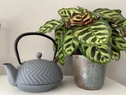 Bredemeijer Theepot Fujian 1.2L Met Filter Warm Grijs 15 Bredemeijer Theepot Fujian 1.2L Met Filter Warm Grijs -Thee Promotie Winkel 1200x899 2