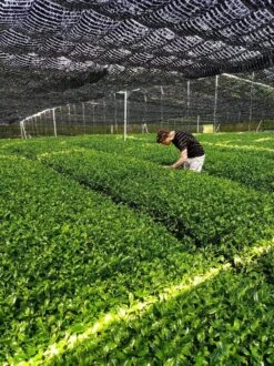 Japanse Matcha Cadeau Set - Het Perfecte Cadeau! ✔ Vandaag Besteld, Morgen In Huis ✔ Gratis Matcha Boek Bij Uw Bestelling! -Thee Promotie Winkel 899x1200 11